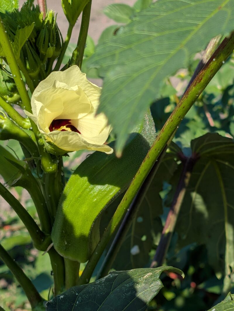 オクラの花と